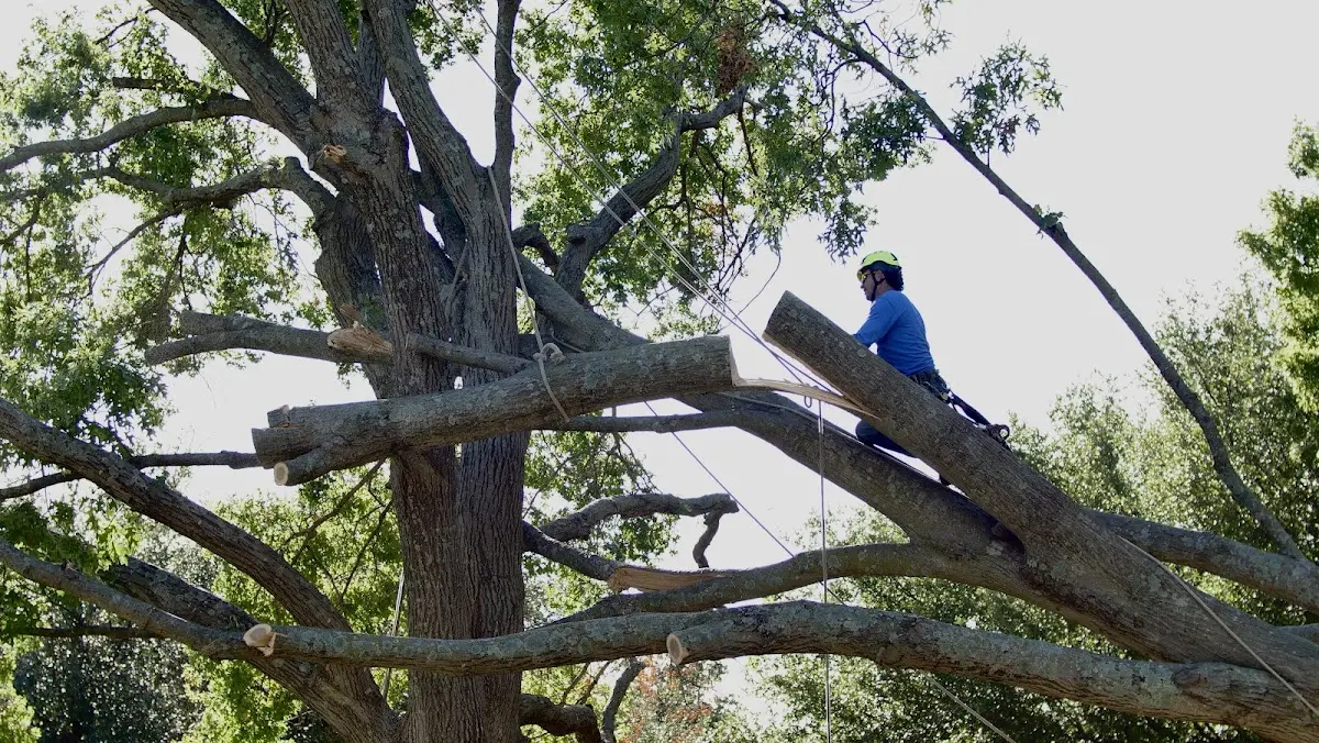 Professional Hazardous Tree Removal performed by certified arborists in Meridian